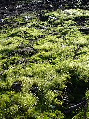 bryophyte